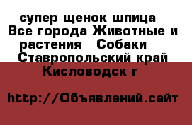 супер щенок шпица - Все города Животные и растения » Собаки   . Ставропольский край,Кисловодск г.